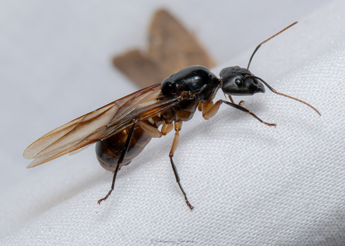 迅捷弓背蚁（显著亚种）Camponotus festinus eximius