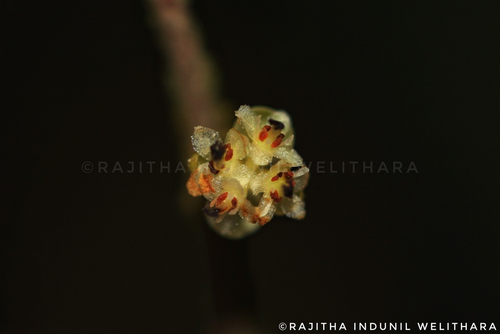 Litsea iteodaphne (Litsea iteodaphne)
