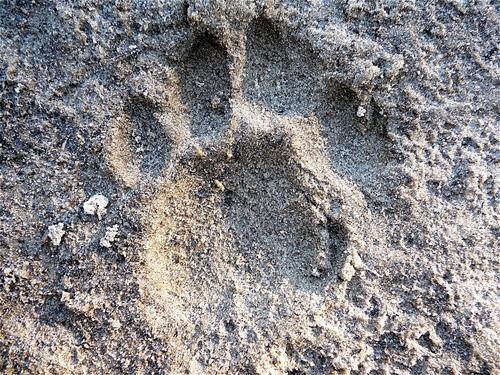 Mountain Lion Tracks – NatureTracking