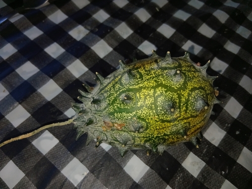 Horned Melon