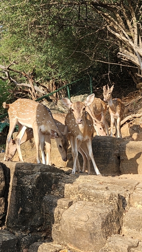 Sri Lankan Spotted Deer