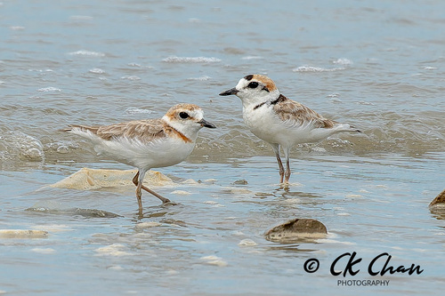 Malaysian Plover