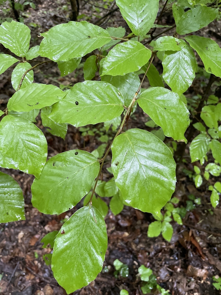 Fagus sylvatica