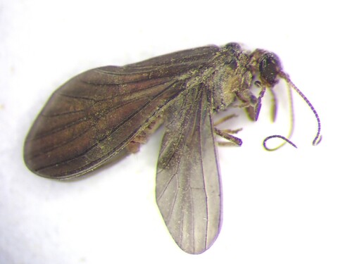Neosemidalis (Neosemidalis) kayi