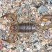 California Common Scorpion - Photo (c) Chris Benesh, all rights reserved, uploaded by Chris Benesh