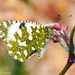 Dappled Whites - Photo (c) Valter Jacinto, all rights reserved
