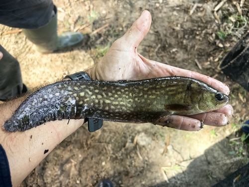 Reticulated Knifefish