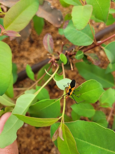 Milkweed Assassin Bug
