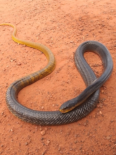 Yellow-tailed Indigo Snake