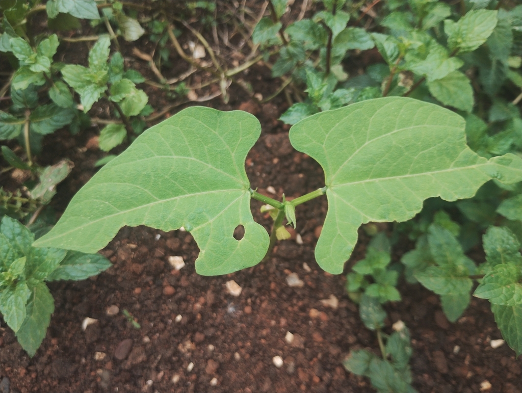 Phaseolus vulgaris