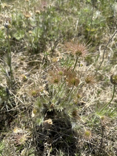 prairie pasqueflower