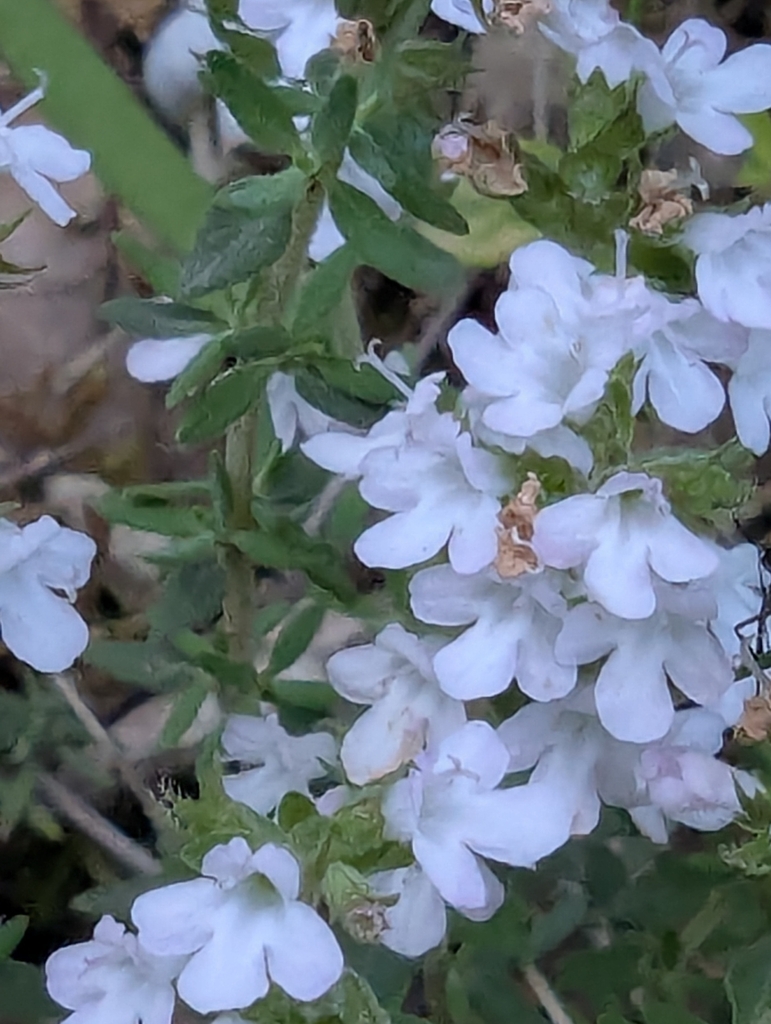 Thymus vulgaris