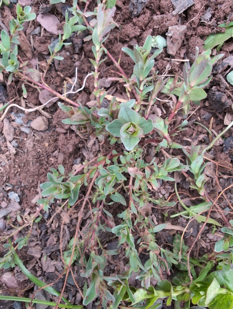 Portulaca oleracea