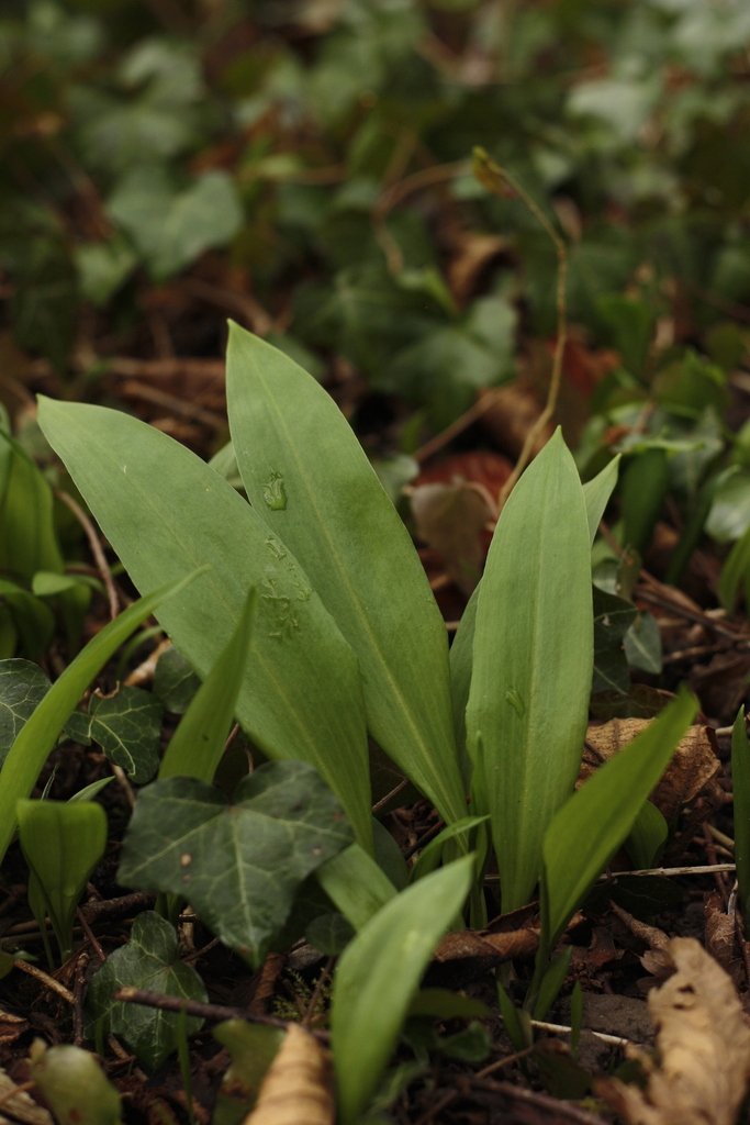 Allium ursinum