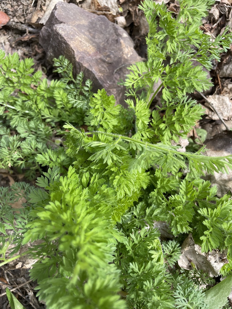 Daucus carota
