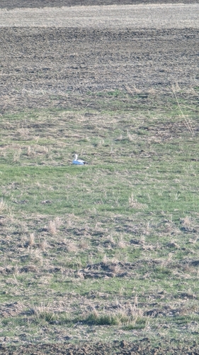 Snow Goose