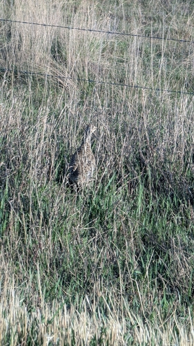 Sharp-tailed Grouse