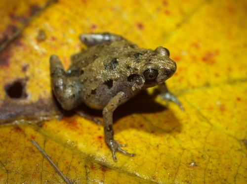 Stumpffia analanjirofo · iNaturalist
