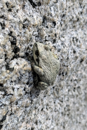 iNaturalist observation photo of Pacific chorus frog