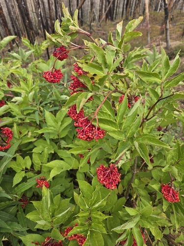 Sambucus racemosa var. microbotrys