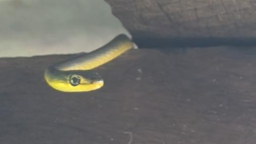 Common Tree Snake sighting