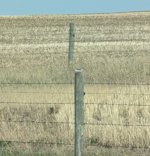Loggerhead Shrike