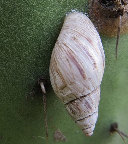 Mesembrinus hegewischi