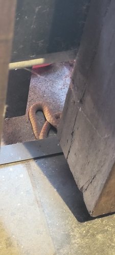 Brown Tree Snake sighting