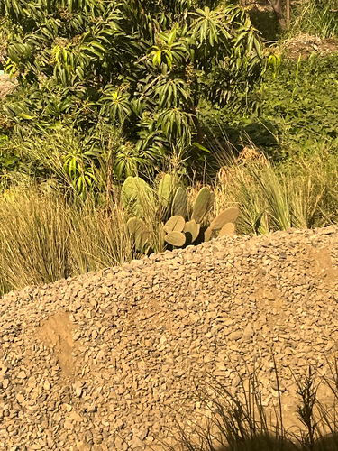 Indian fig opuntia