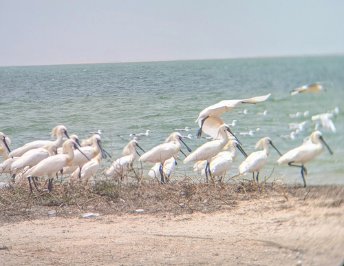 Eurasian Spoonbill