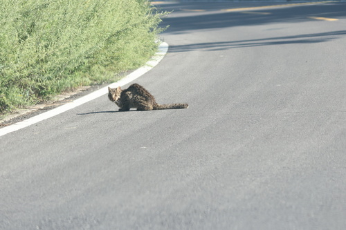 Mainland Leopard Cat