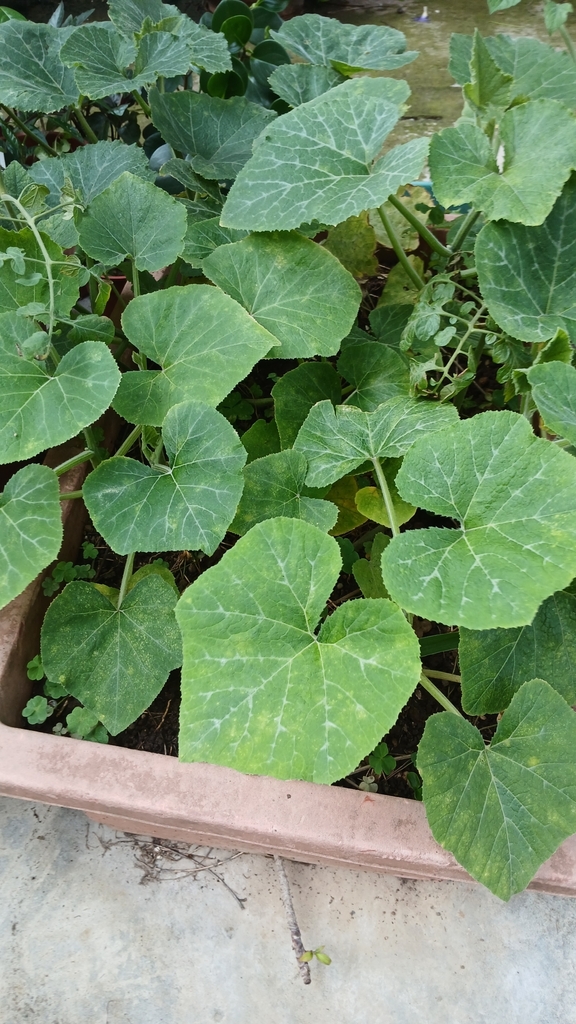Cucurbita
