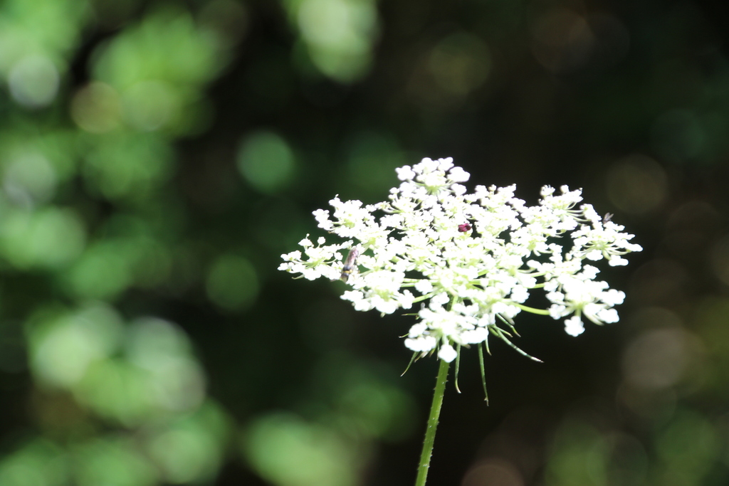 Daucus