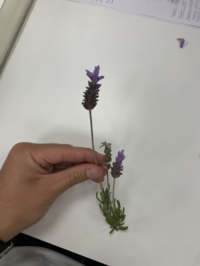 Lavandula