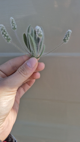 Plantago lagocephala