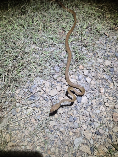 Brown Tree Snake sighting