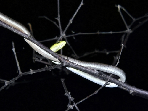 Common Tree Snake sighting