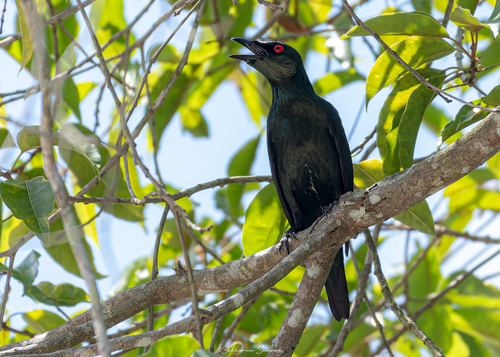 Asian Glossy Starling