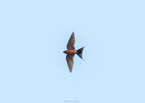 Rufous-bellied Swallow