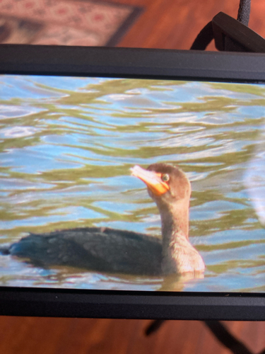 iNaturalist observation 2025-05-08