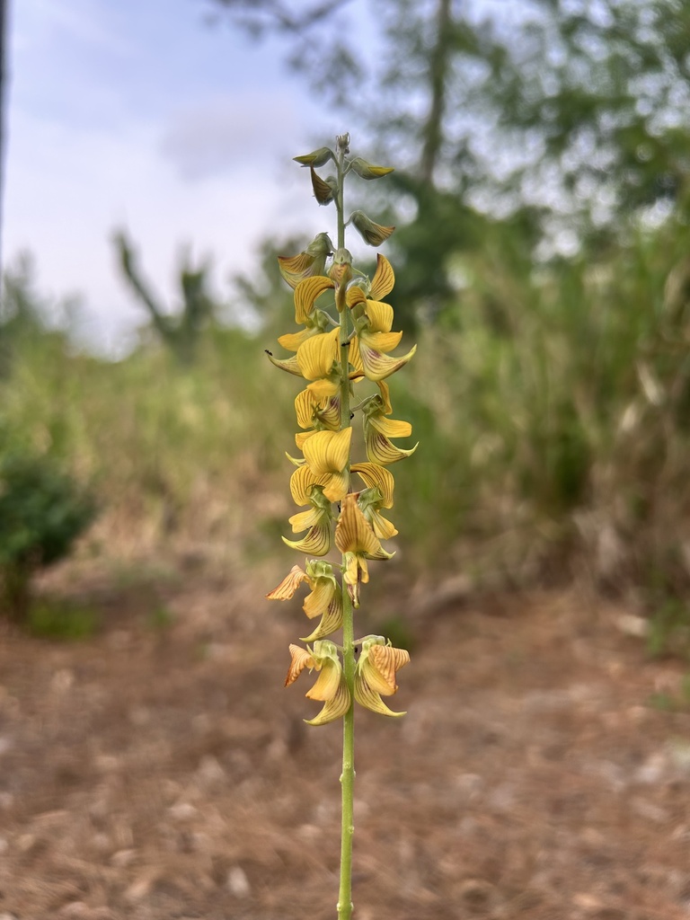 Streaked Rattlepod from Hammock Park, Dunedin, FL, US on May 7, 2025 at ...