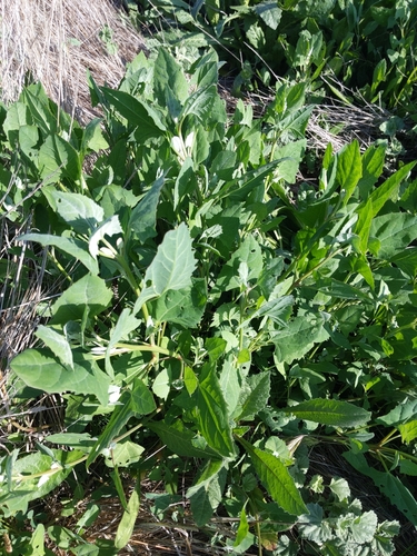 iNaturalist observation photo of Creeping Saltbush