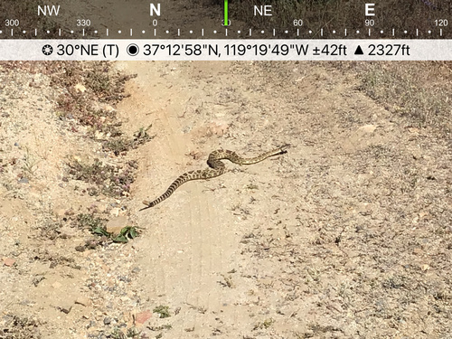 iNaturalist observation photo of Western Rattlesnake