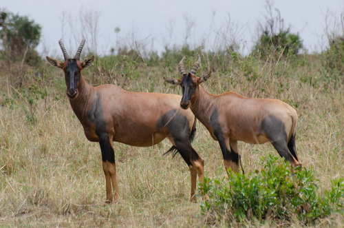Tsessebe