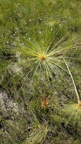 Paepalanthus stellatus
