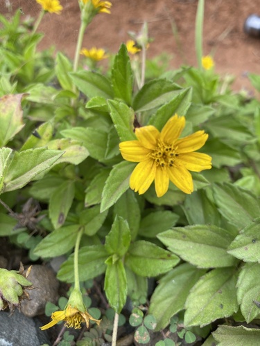 Trailing Daisy