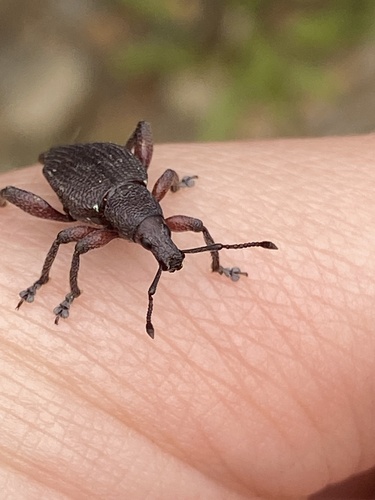 Elytrurus greenwoodi