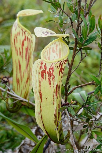 Nepenthes glabrata