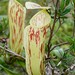 Nepenthes glabrata - Photo (c) Chien Lee, all rights reserved, uploaded by Chien Lee