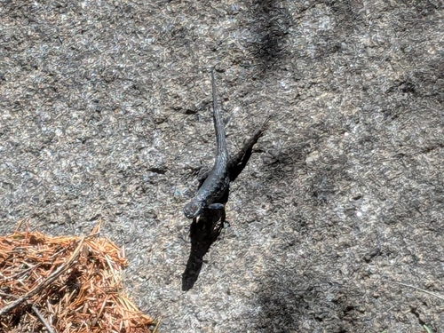 iNaturalist observation photo of Western Fence Lizard